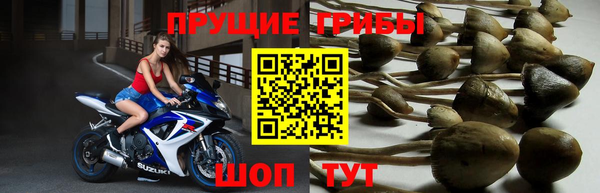 купить наркотики сайты  Псилоцибиновые грибы ЛСД  Вход с VPN  Зерноград 